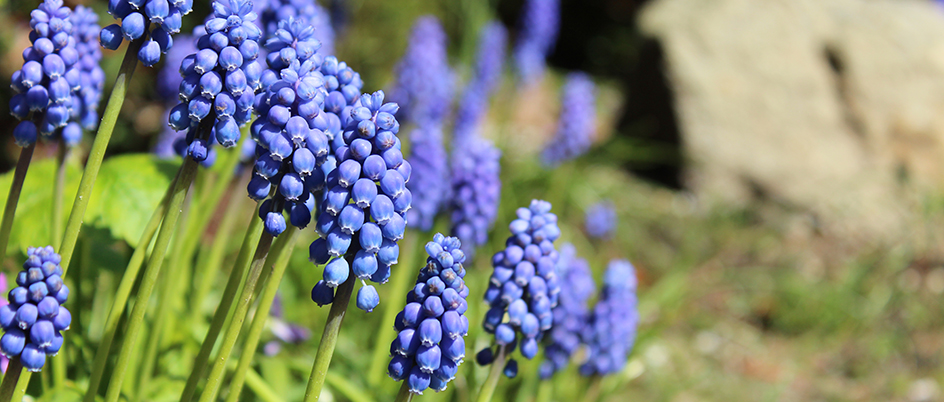 Blue flowers