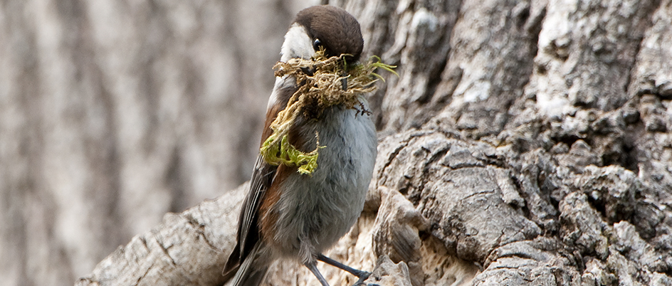 Chickadee