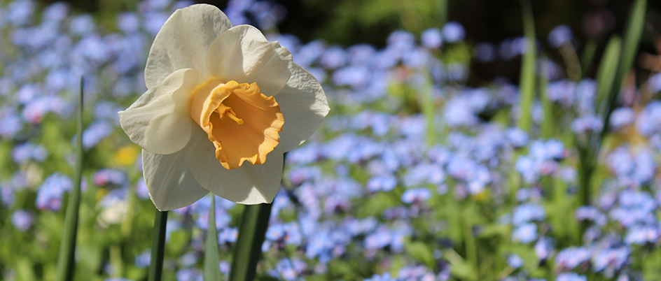 White flower