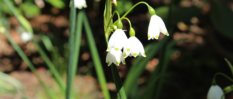 White flowers