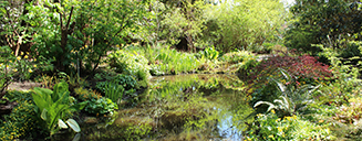 Pond and greenery by Beth Doman