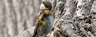 Bushtit bird by Sarah Blackstone