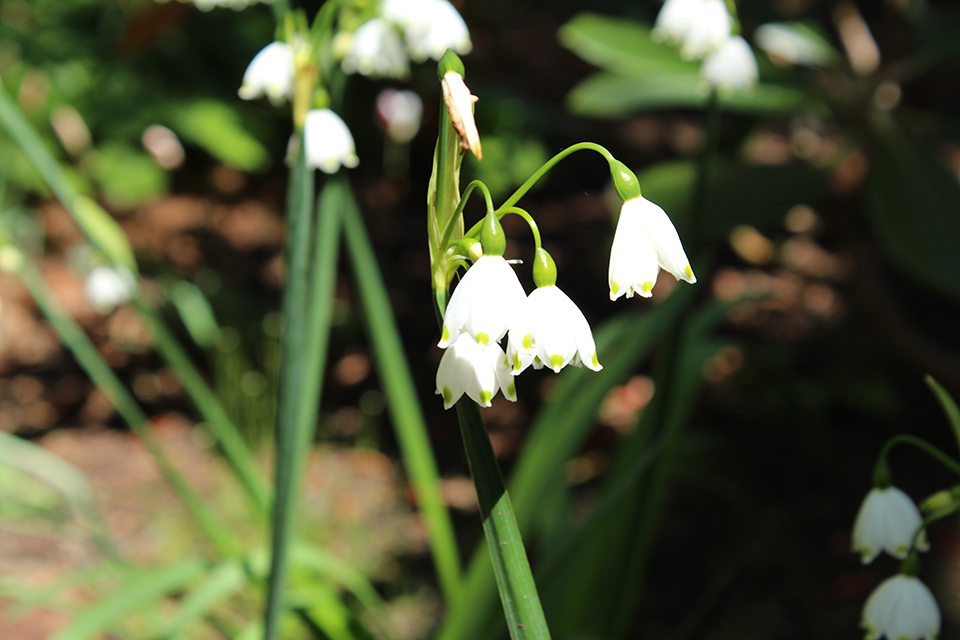 Flowers & other flora - University of Victoria