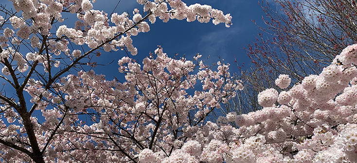 Cherry blossom trees on campus