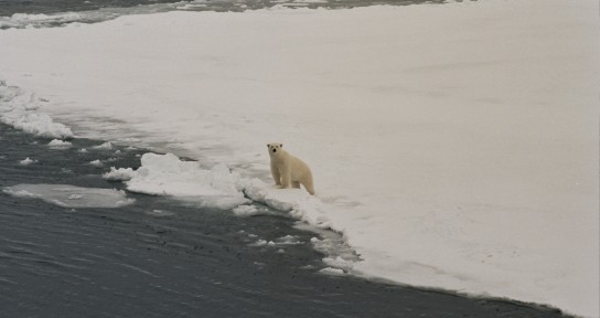 A polar bear walking on ice near the ocean