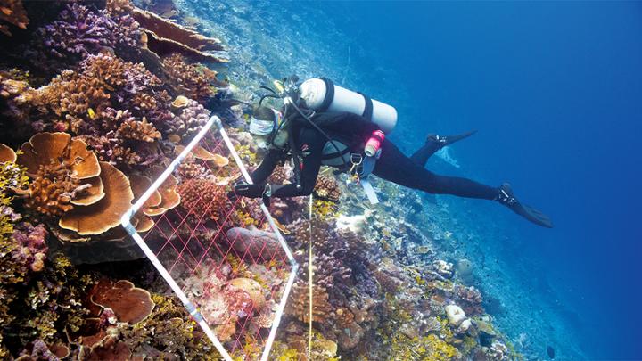 Co-op student diver taking measurements on a reef