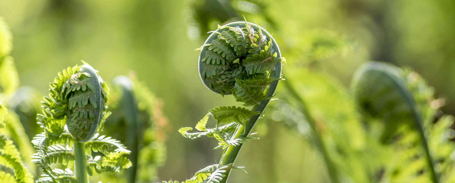 Ferns in a forest