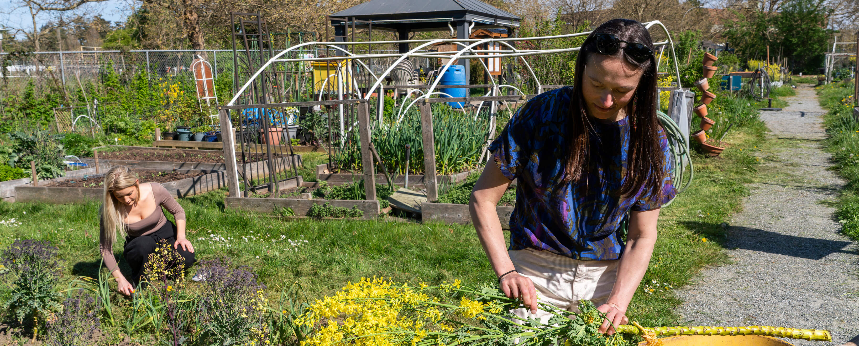 Mika Rogers harvests kale from the UVic Campus Community Gardens with her practicum supervisor, Rebekah Erickson