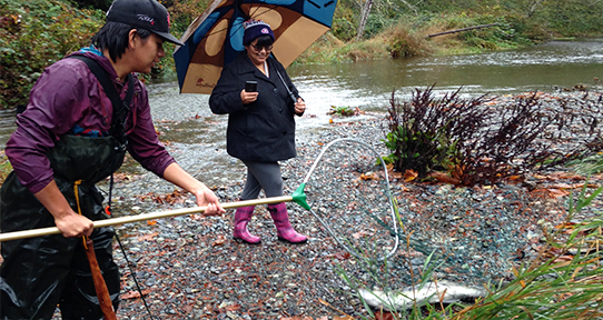 Indigenous salmon run