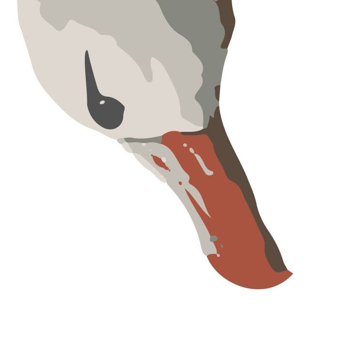 Albatross