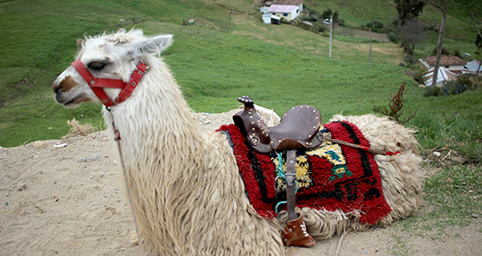 Alpaca encountered by students in Cuenca, Ecuador