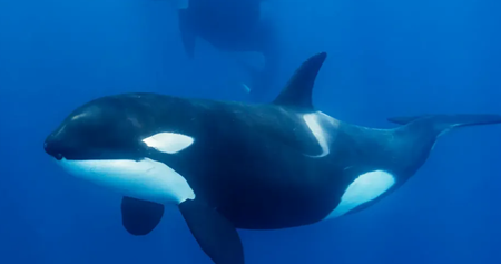 Close up view of a female killer whale swimming in blue water (Getty Images/wildestanimal)