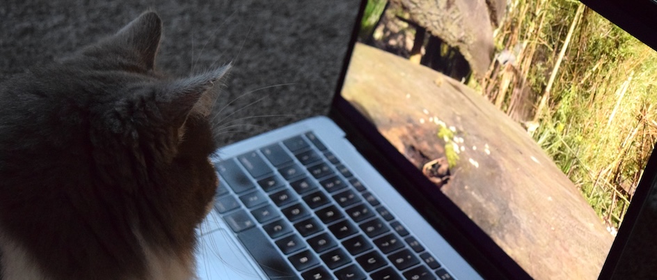 a grey and white cat looks at birds on a laptop