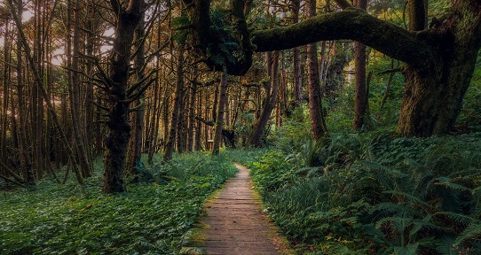 Boardwalk through rainforest