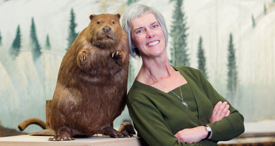 Backhouse with a stuffed beaver