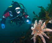 Mucciarelli, exploring an Ogden Point reef ball draped in marine life, including a large sunflower sea star.