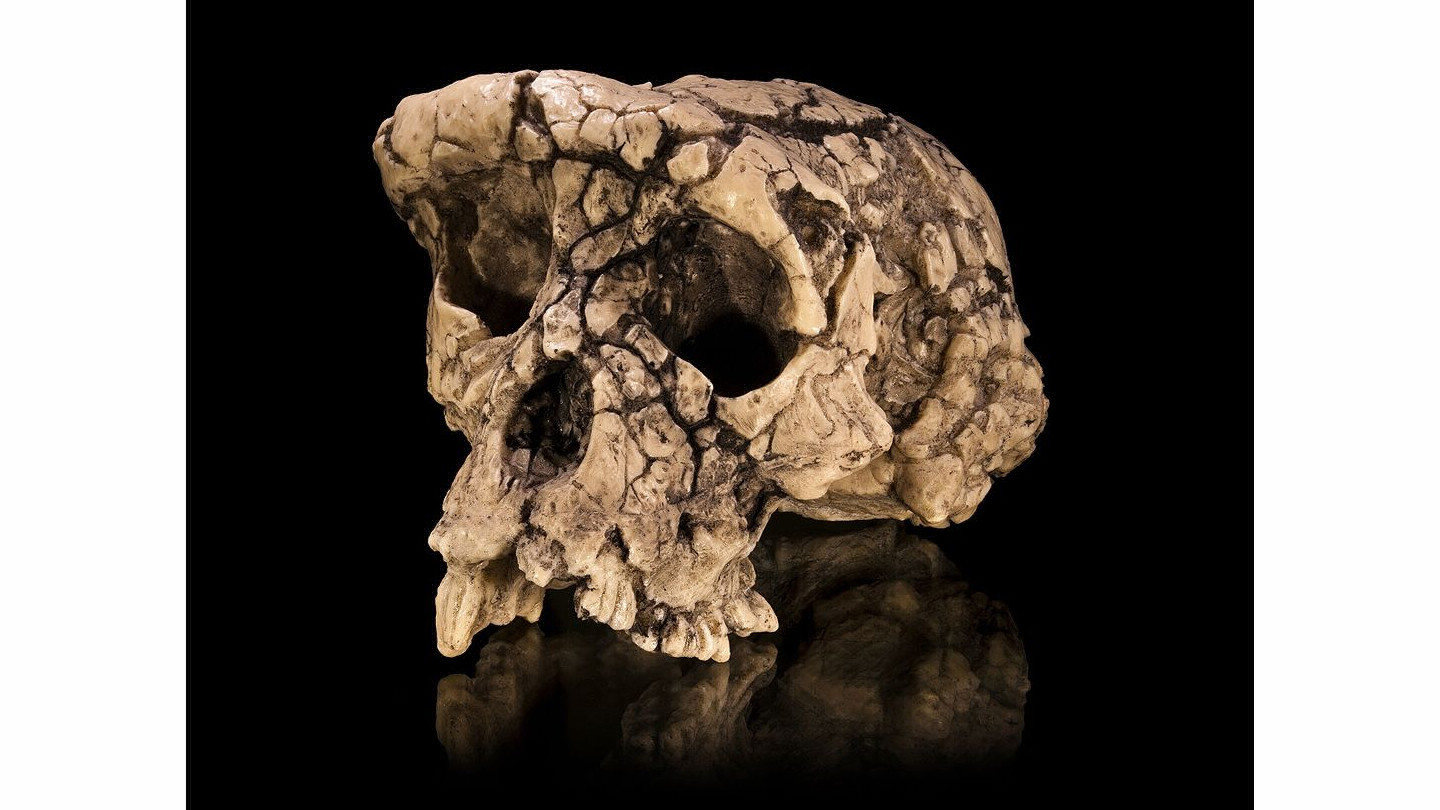 ast of Sahelanthropus tchadensis, an extinct human ancestor living 7 million years ago during the chimpanzee–human divergence..