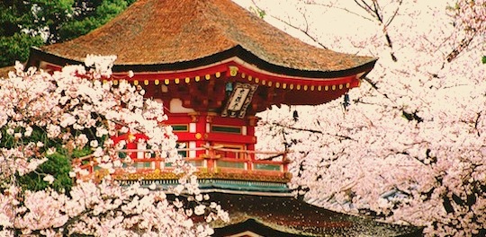 Cherry blossoms on exchange