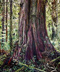 Painting of large dark cedar tree