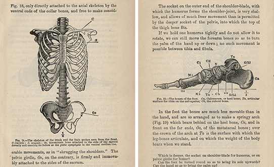 Textbook pages with text and illustrations of human skeleton