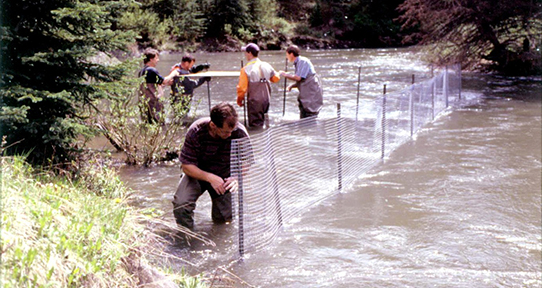 Five people standing in the lake working behind a fence