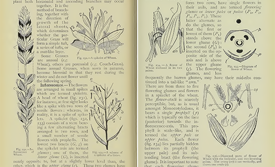 Textbook pages with text and botanical illustrations of parts of plants