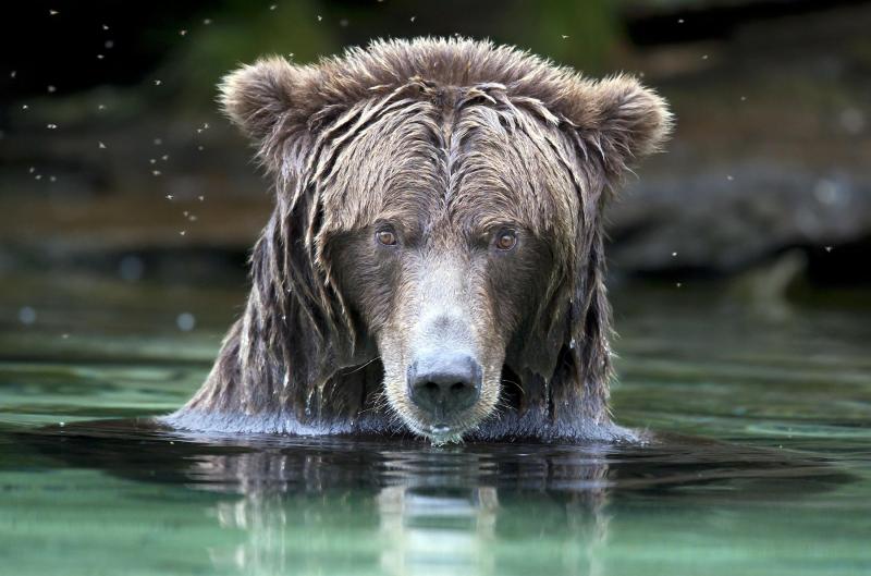 NHL player Clayton Stoner faces charges for grizzly bear hunt