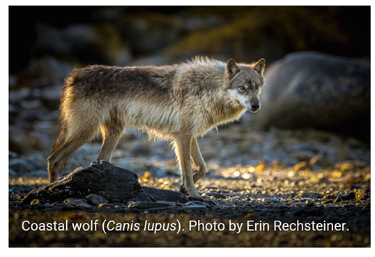 Screen capture from the new UVic biodiversity app
