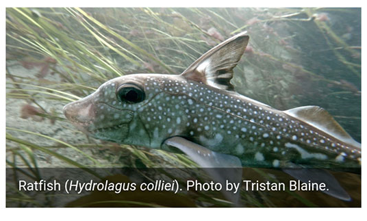 Screen capture from the new UVic biodiversity app
