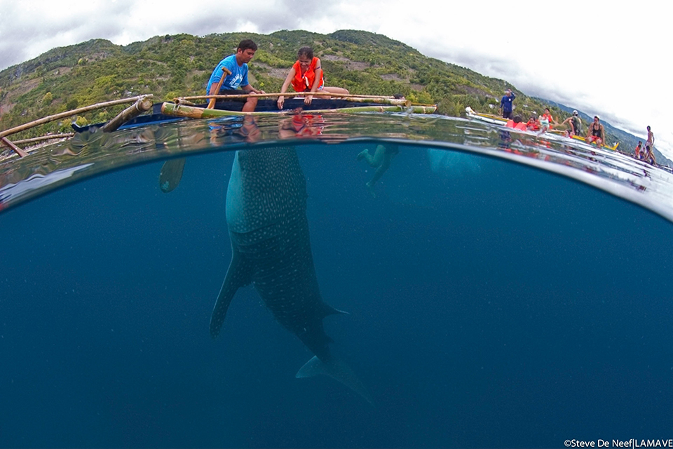 Whale shark being fed from two people on a boat