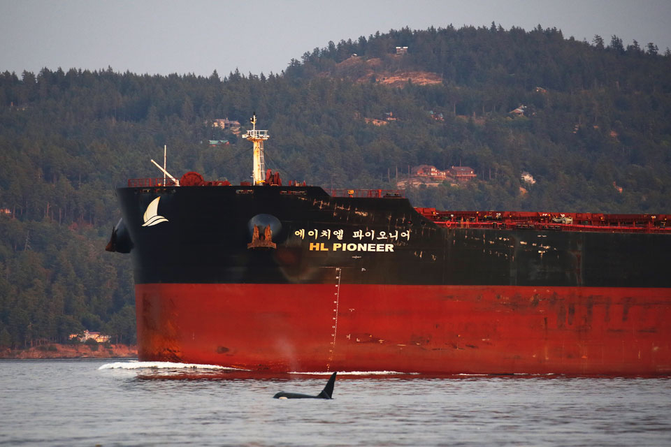 A southern resident killer whale in Haro Strait shipping lane. Photo by Valerie Shore, Shorelines Photography