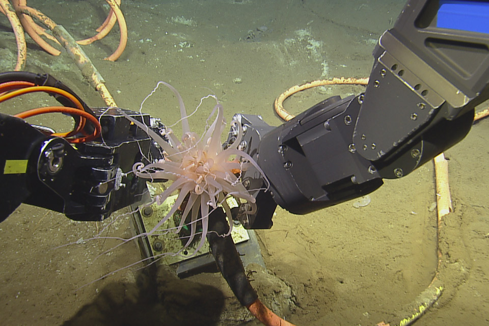 Robot moving an anemone on the ocean floor