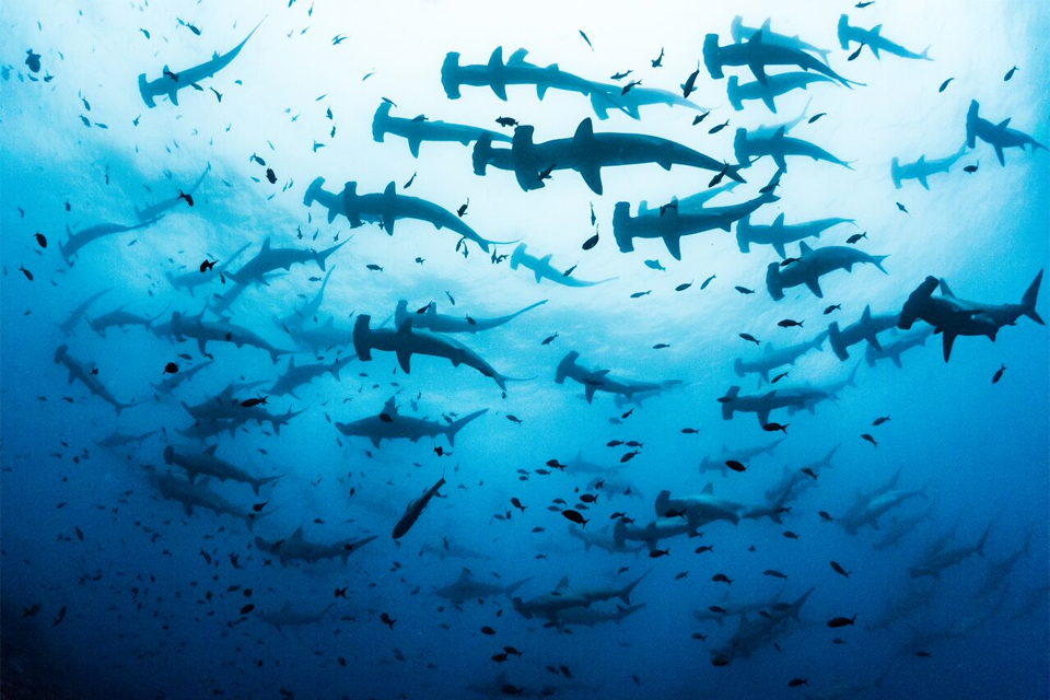 hammerhead shark feeding