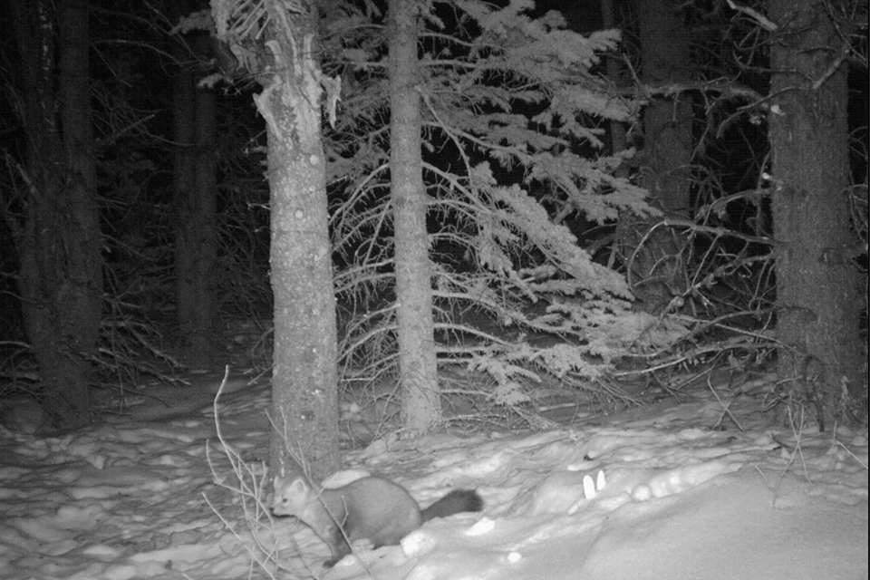 A marten caught on wildlife cam