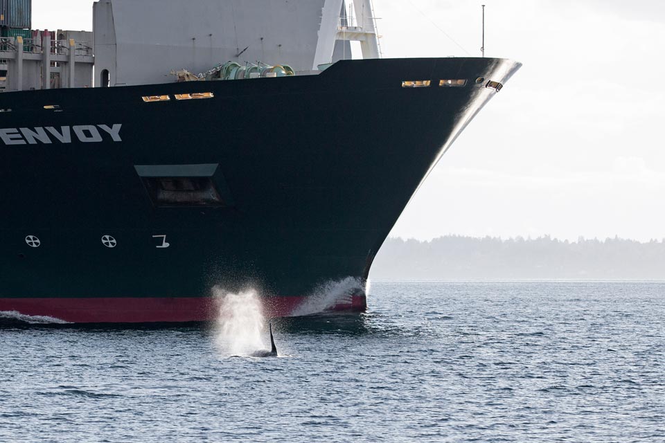 Southern resident killer whale, male L87. It was taken in Haro Strait, March 2018. Shorelines Photography.