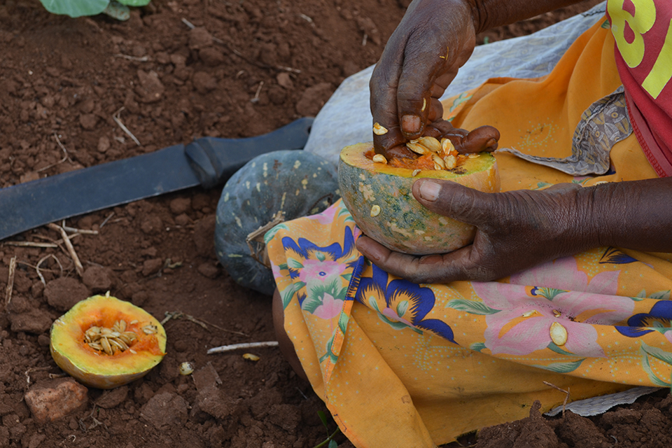Pumpkin seeds, Hleketani