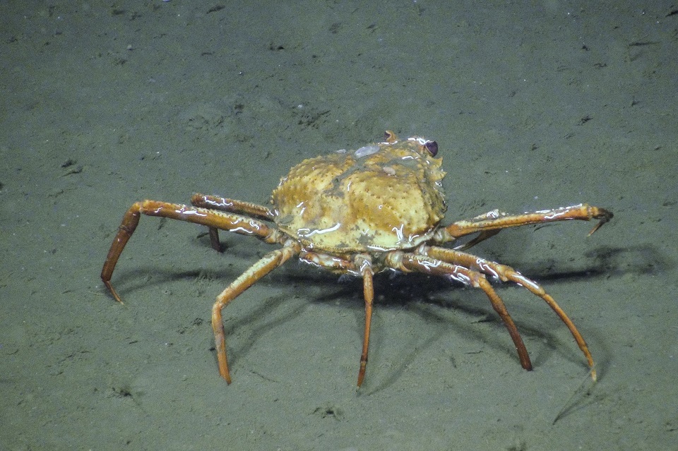 Tanner crab (Chionoecetes tanneri) captured in June 2016 at 1,250 metres below the surface at Barkley Canyon.