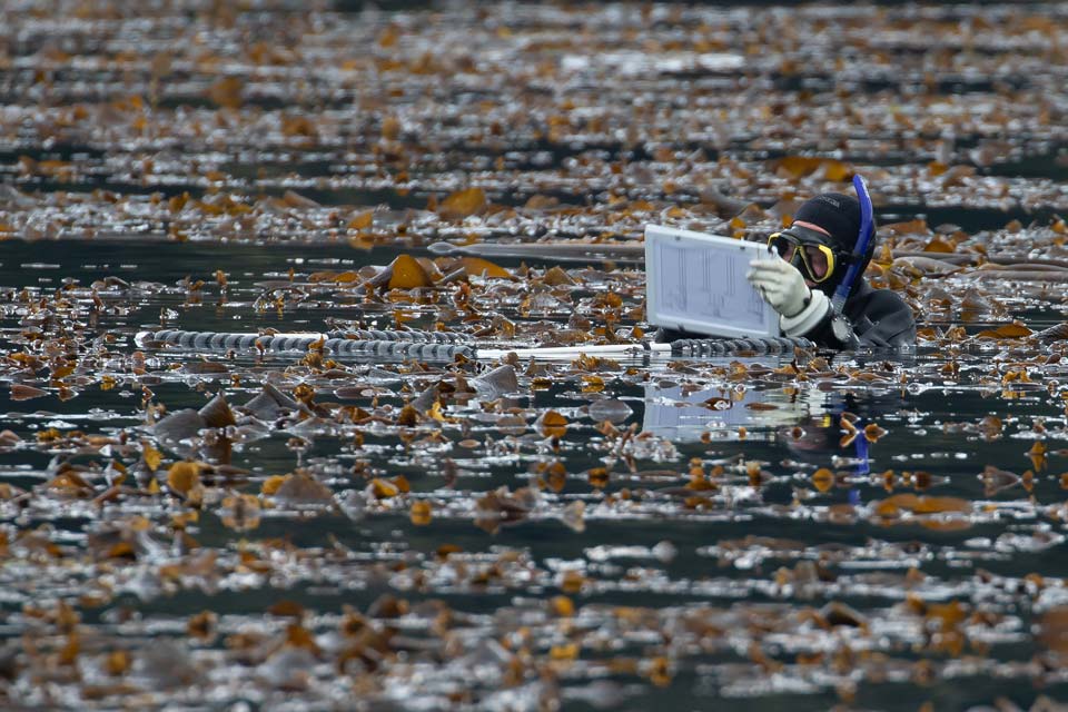 Brian Timmer conducting fieldwork in a bed of kelp