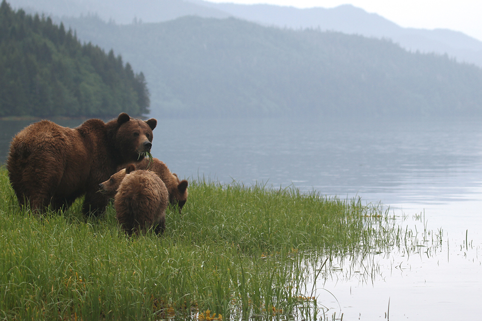 Three bears by the river in the Great Bear Rainforest