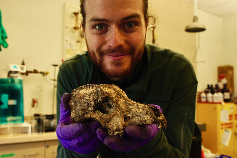 'wool' dog crania skull