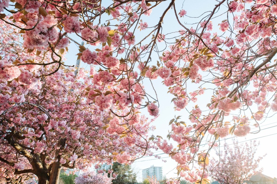 Cherry Blossom Tree in Victoria. Photo by Armon Arani