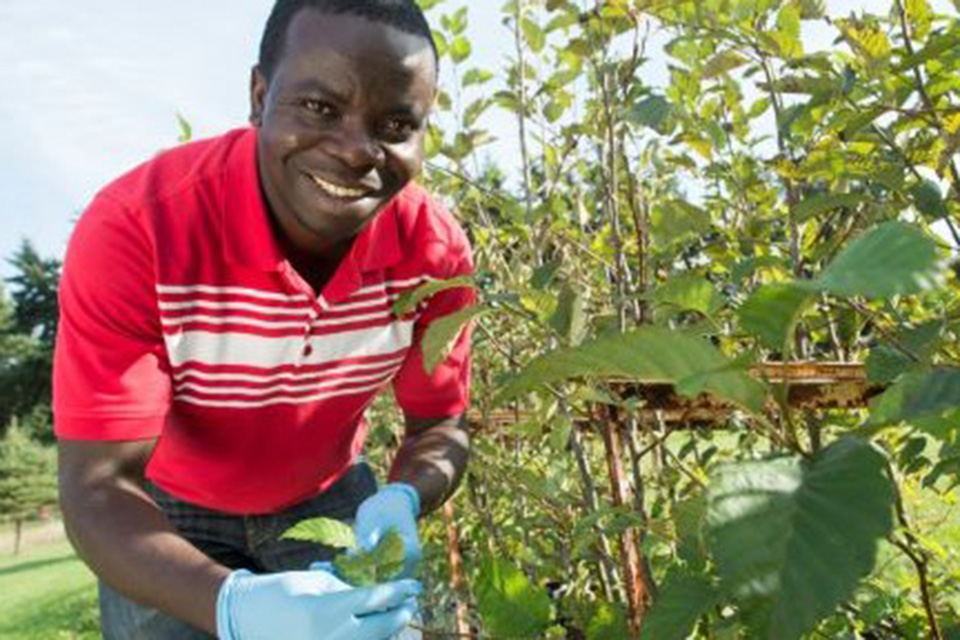 Forest biology PhD student working in the Alder Compound on the Cedar Hill Corner property. Photo: UVic Photo Services.