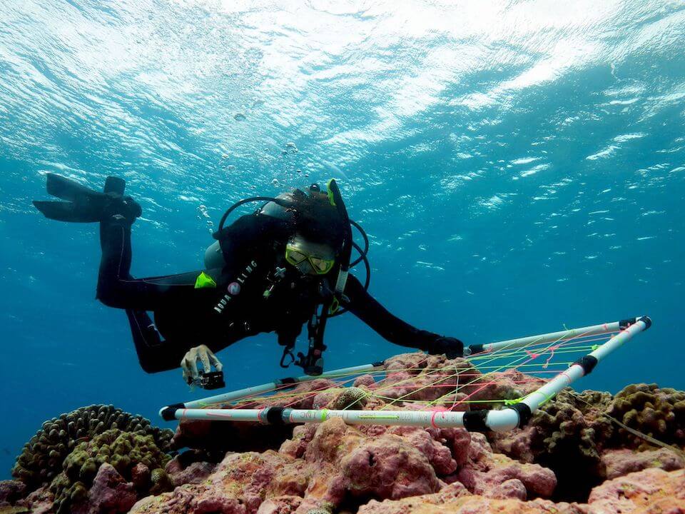 UVic biologist Julia Baum surveys the reef at Christmas Island (Kiritimati), 2014. Credit: Trisha Stovel. 