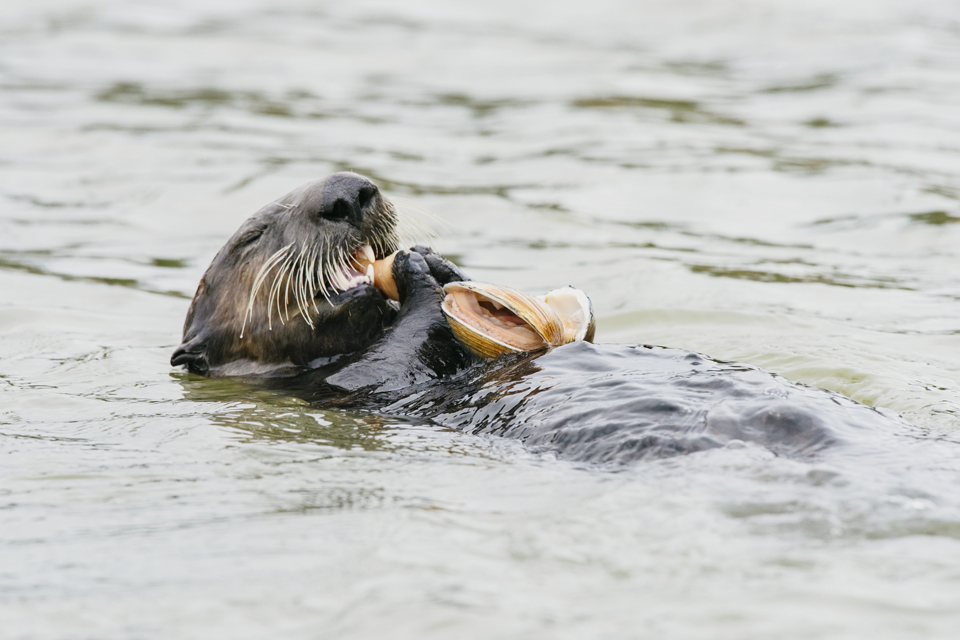 sea otter floats on back eating clam
