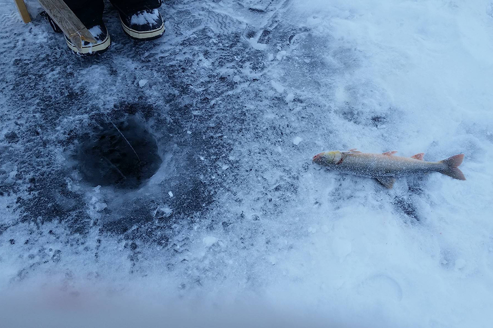 	
​For more than 40 years, UVic researchers, students and collaborators have been immersed in language revitalization efforts. Above: as part of a certificate program offered by Nunavut Arctic College and UVic’s Continuing Studies and Dept. of Linguistics, students ice-jig for fish while learning from Elders. 