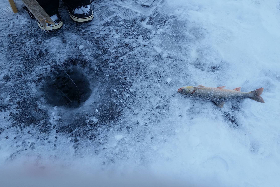 For more than 40 years, UVic researchers, students and collaborators have been immersed in language revitalization efforts. Above: as part of a certificate program offered by Nunavut Arctic College and UVic’s Continuing Studies and Dept. of Linguistics, students ice-jig for fish while learning from Elders.