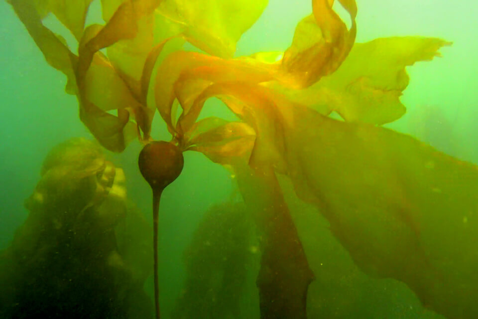 Bull kelp (Nereocystis luetkeana) found in Cowichan Bay area, 2016. Credit: UVic grad student Sarah Schroeder