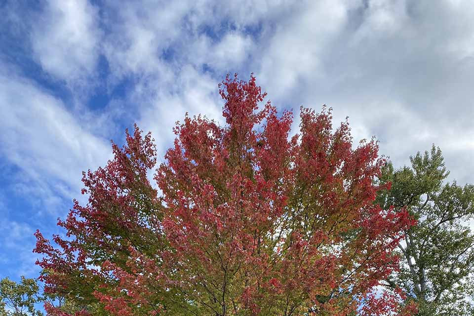 Autumn leaves on campus