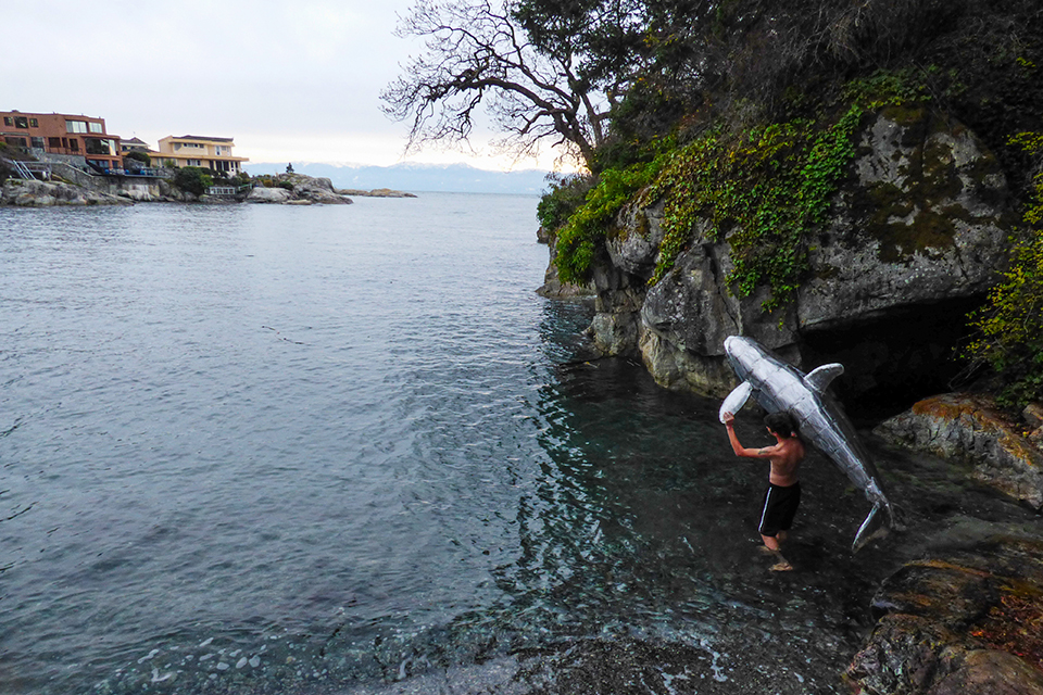 Hash taking his life-size orca sculpture into the water at Esquimalt’s Saxe Point Park (Nov 2017). Credit: Ashton Sciacallo