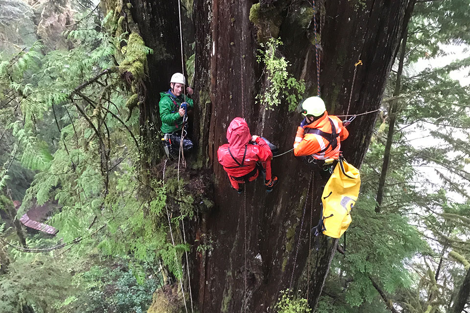 scientists in very large tree